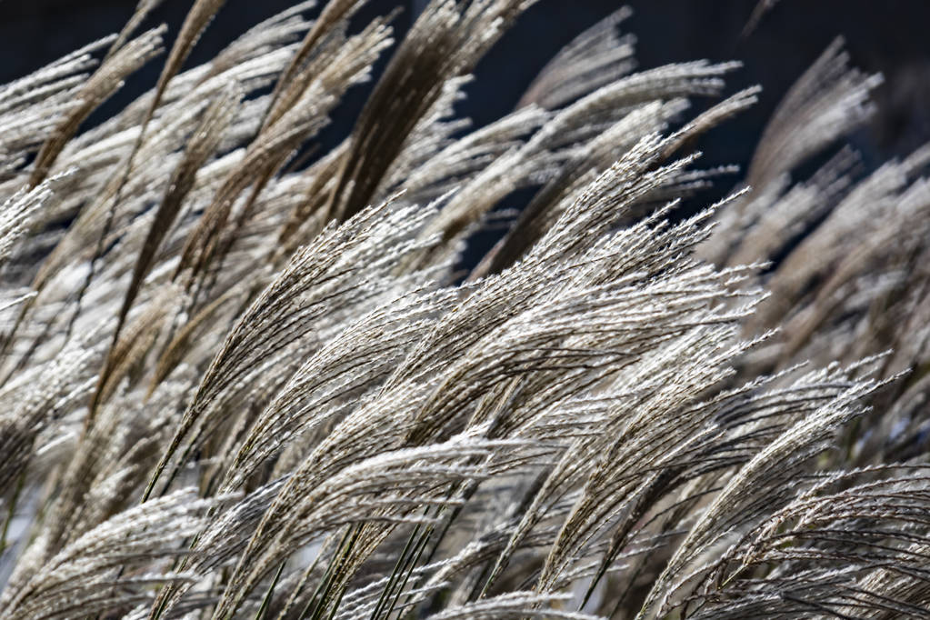 体会“秋芦飞雪”的浪漫到杭州西溪湿地欣赏芦花最美的时间行将到来