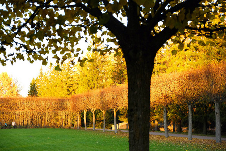 美丽的秋天公园。秋天的树和叶子