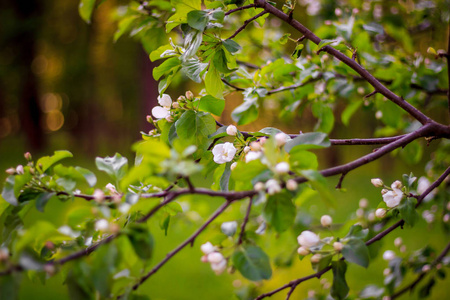 sunsetblossoming 苹果树上一棵盛开的苹果树的树枝