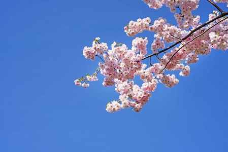 樱花树枝对着蓝天