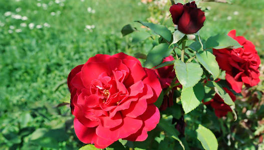 美丽的玫瑰在夏日花园里。阳光明媚的一天。宽照片