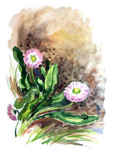 花床上花园里的雏菊, 水彩图画