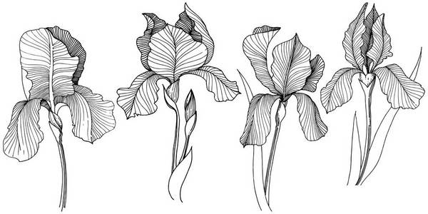 Irise 花在矢量样式分离。植物全名 虹膜。背景纹理包装图案框架或边框的矢量花