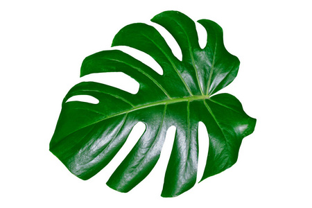 绿色的叶子的白色背景上孤立热带花卉龟背竹