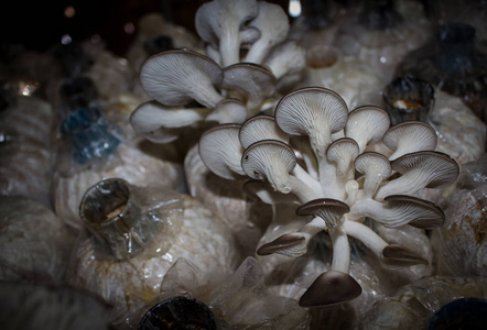 蘑菇是灌木蘑菇立方体袋