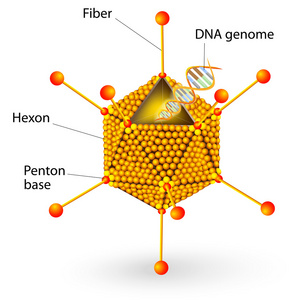 腺病毒的结构。矢量图