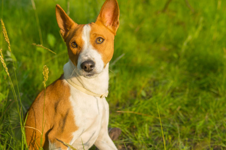 华丽 basenji 狗的户外肖像取悦温暖的黄昏阳光