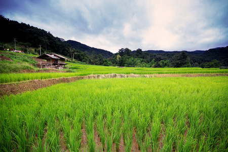 在清迈，泰国天然泰国稻田