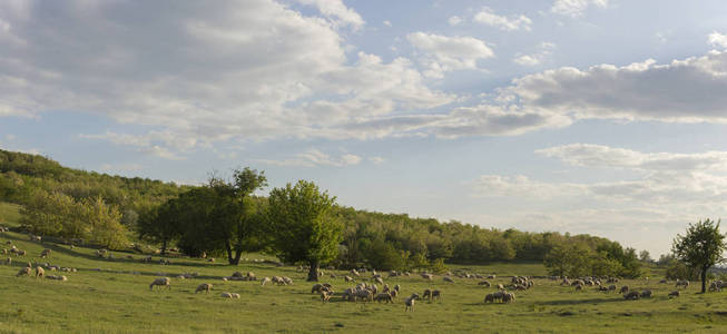 一群山羊和绵羊。动物在草地上吃草。欧洲的山地牧场