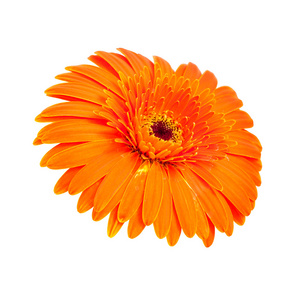 美丽的橙色非洲菊