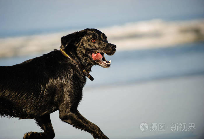 黑色拉布拉多猎犬狗户外肖像运行在海滩上舌头出