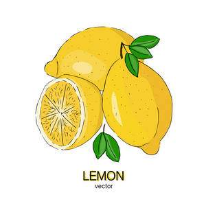 新鲜柠檬的素描。矢量插图