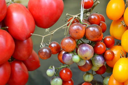 大红色的西红柿，杂货市场上不同种类的