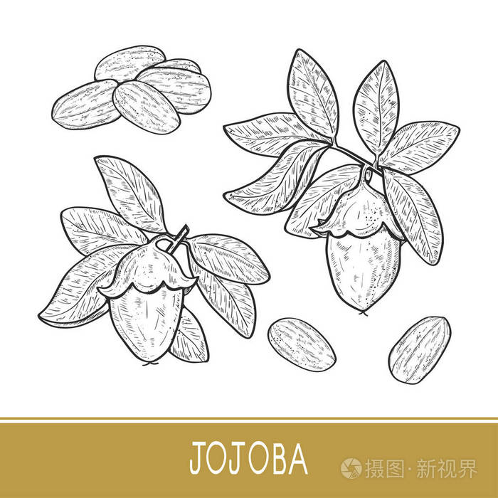 插画 霍霍巴.树枝, 树叶, 水果.素描.在白色背景上.单声道.设置.