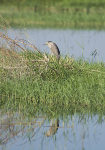 夜鹭 nycticorax nycticorax 野鸟站在河岸边的灌木丛与草芦苇在前景