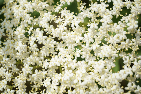 黑色 Elderberries 花关闭, 宏观摄影, 不同角度, 选择性聚焦, 阳光明媚的一天