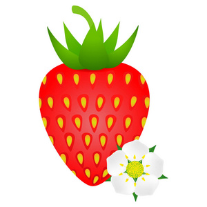 红色成熟草莓与被隔绝的花在白色背景