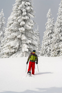 在冬天的早晨, 冒险家穿着雪鞋漫步在积雪覆盖的巨大松树中。山中史诗冬季旅行