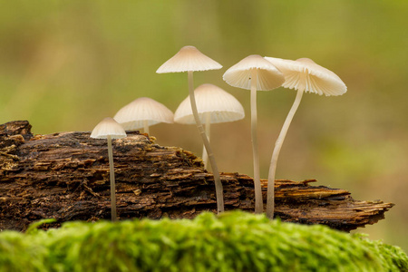 漂亮的特写图片从一个小蘑菇