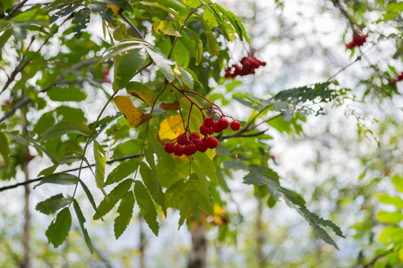 红花枝在秋林。秋天森林树枝上的红罗恩浆果