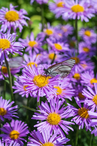 紫 alpinus 紫 alpinus 是多年生草本植物。郊区开花期