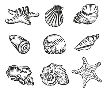 海贝壳海滩手绘素描风格插图集被隔离在白色背景插图。现实各种软体动物不同形式