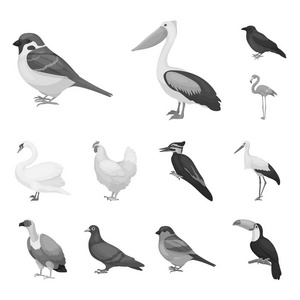 鸟的类型单色图标集集合中的设计。首页和野生鸟矢量符号股票网站插图