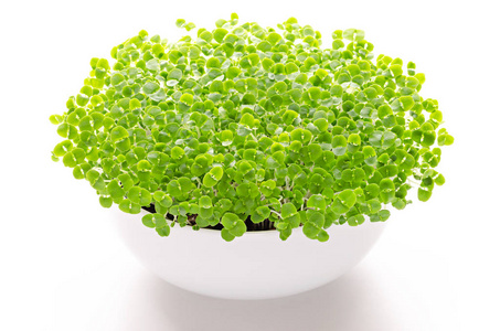 罗勒 microgreens 在白色碗, 前面看法, 结束白色。芽, 绿色幼苗, 幼植物, 叶和子叶的疏罗勒, 也圣约瑟夫的麦汁