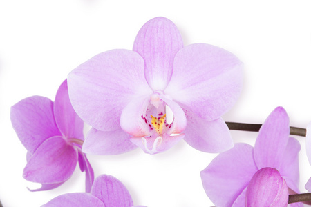 微妙的紫色兰花