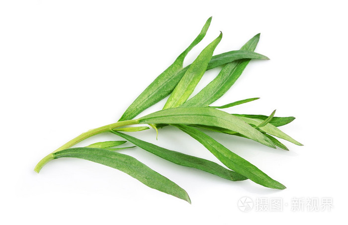 龙蒿草药