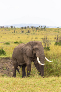 灌木丛中大象的肖像。马赛马拉, 肯尼亚