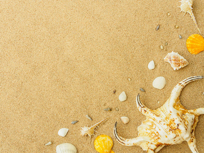 暑假和假期的概念。在沙子上的贝壳。海洋暑期假期背景与文本的空间