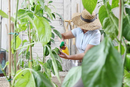 菜园中的妇女在植物叶片上喷洒农药, 为植物的生长概念进行护理
