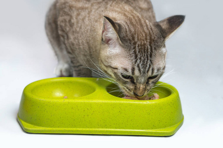 猫在地上的绿碗里吃食物。