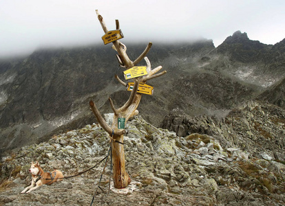 赫斯基正躺在 Polsky hreben 的顶峰。Tatra 山脉