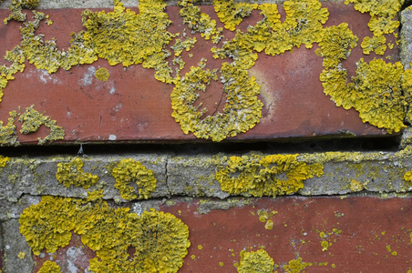 旧砖墙与苔藓