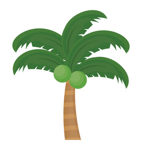 花叶结构树属于棕榈家族, 这是椰子树