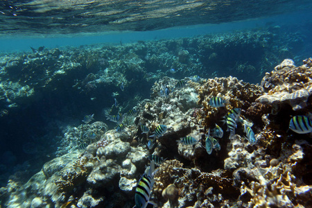 水下珊瑚礁和海洋热带鱼