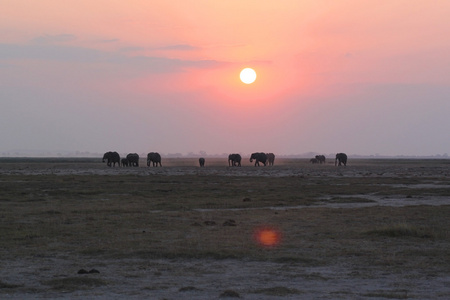 夕阳与大象   肯尼亚野生动物园