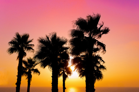 地处热带的海滩和棕榈树在日落背景