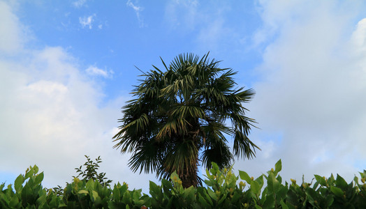 棕榈树和月桂叶，背景为蓝色的天空