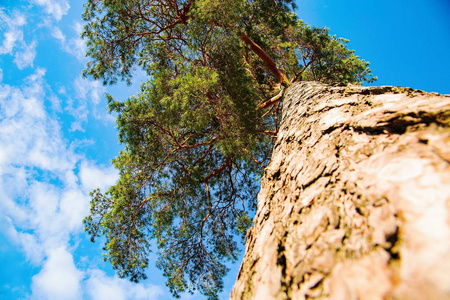 从地面穿过绿色松树顶的蓝天上的美丽景色。美丽的自然背景
