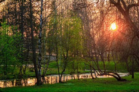 夏天橙色日落在公园 Gatchina