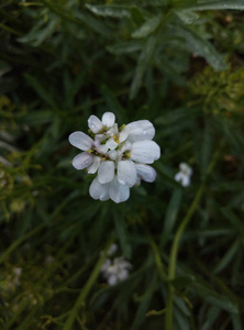 白色小花在草