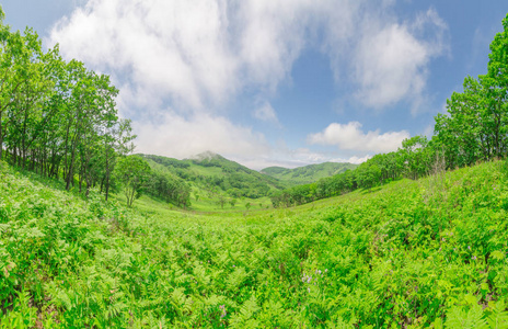 田野, 草地和天空, 夏天