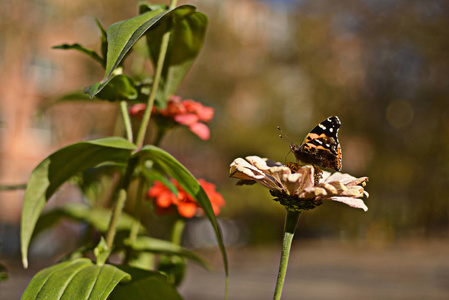 蝴蝶花常见虎butterflymonarch