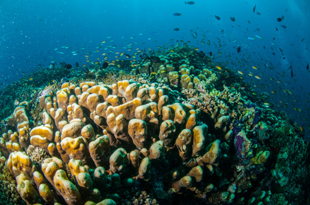 吉利，龙目岛，努沙登加拉巴拉，印度尼西亚水下照片的各种珊瑚礁