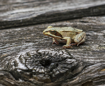 一只褐色的青蛙坐在木质的表面上。蛙蛙
