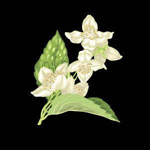 茉莉花枝矢量图形插图在黑色背景上的花叶在现实设计风格
