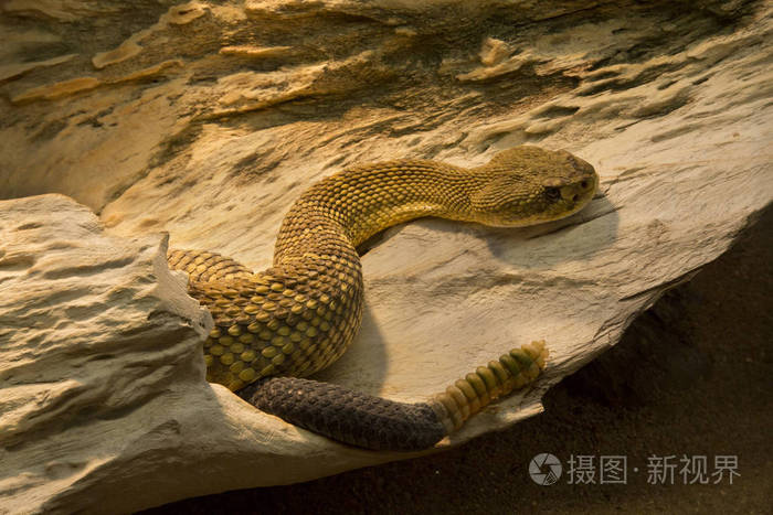 墨西哥西海岸响尾蛇墨西哥绿色响尾蛇(牛尾蛇)